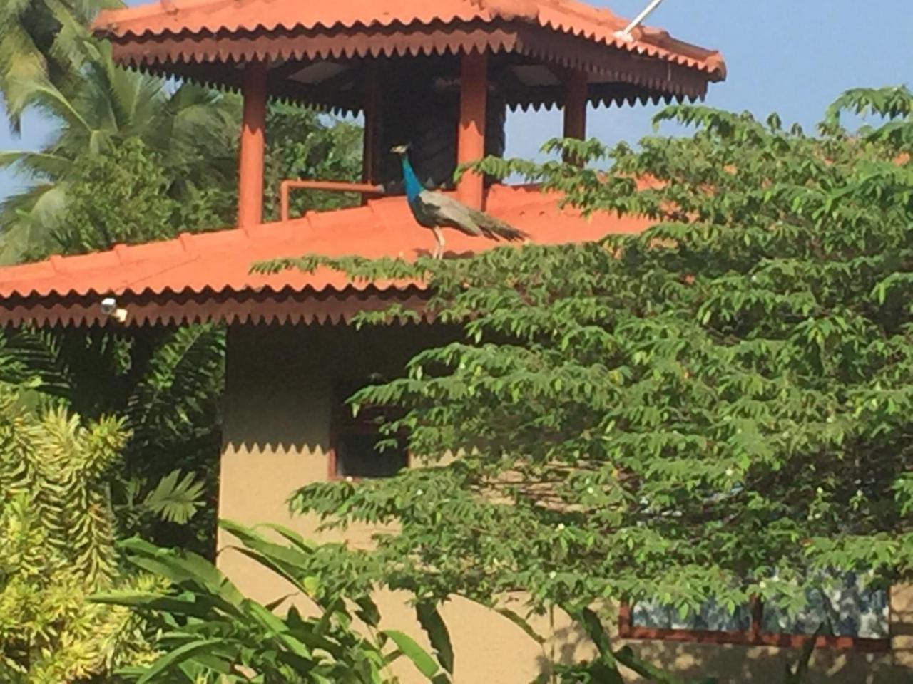 Mass Eco Cabana Yoga & Spa - Unawatuna Ngoại thất bức ảnh