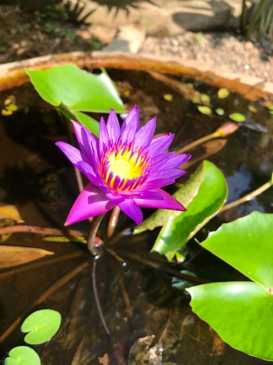 Mass Eco Cabana Yoga & Spa - Unawatuna Ngoại thất bức ảnh