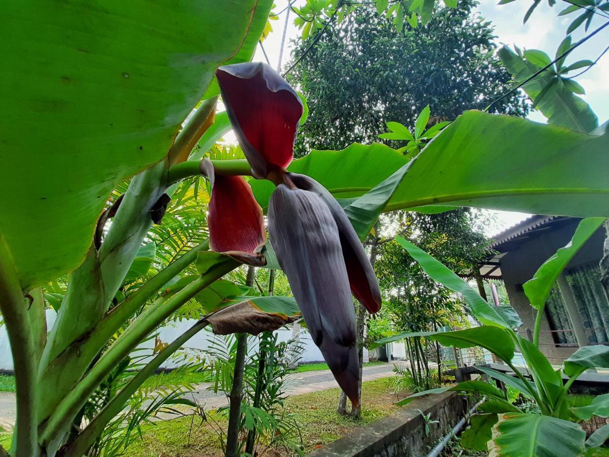 Mass Eco Cabana Yoga & Spa - Unawatuna Ngoại thất bức ảnh